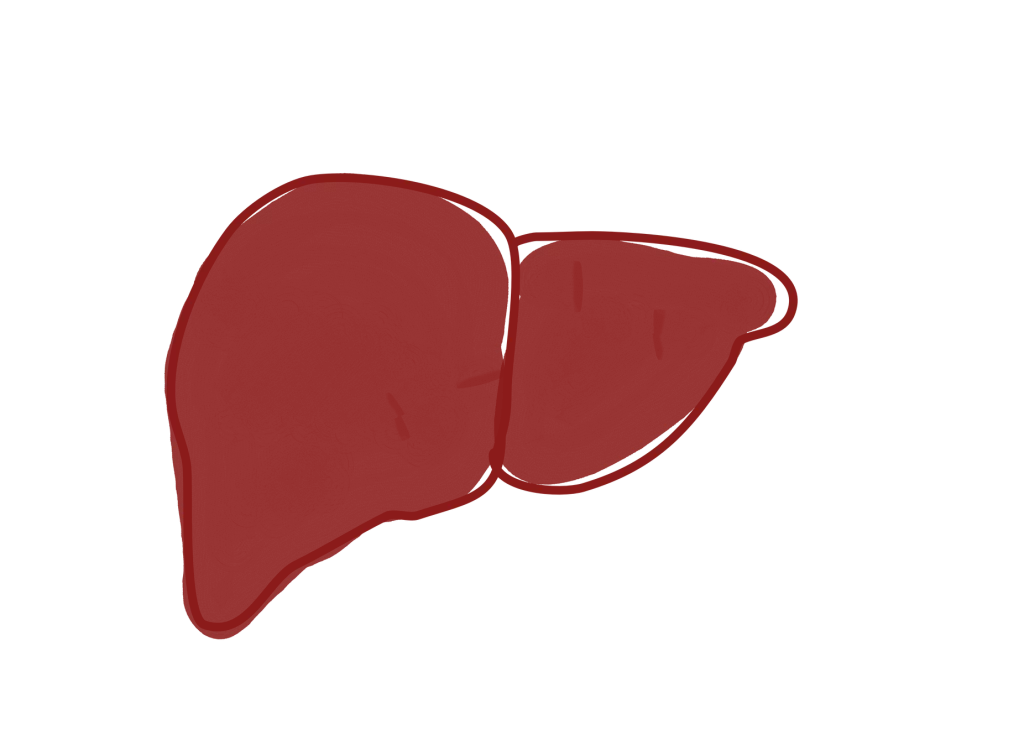 Illustrasjonsbilde av en rød lever